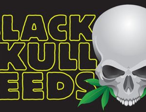 Auto Critical Ryder   3 u. fem. Black Skull Seeds