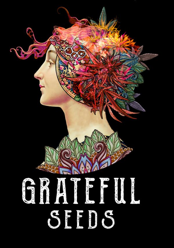 Z Head  5 u. fem One Shot Edition Grateful Seeds