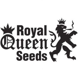 AMG New  1 u. fem. Royal Queen