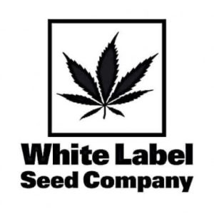 Afghan Kush 10 u. reg. White Label